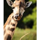 Was die Giraffe wohl denkt....