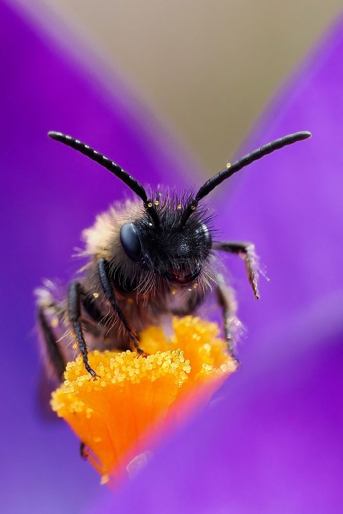 was die Krokusse alles aushalten