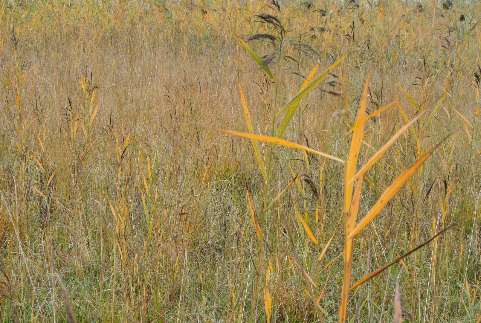 was die Natur für Farben im Herbst hat (abgelichtet im Allgäu)