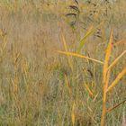 was die Natur für Farben im Herbst hat (abgelichtet im Allgäu)