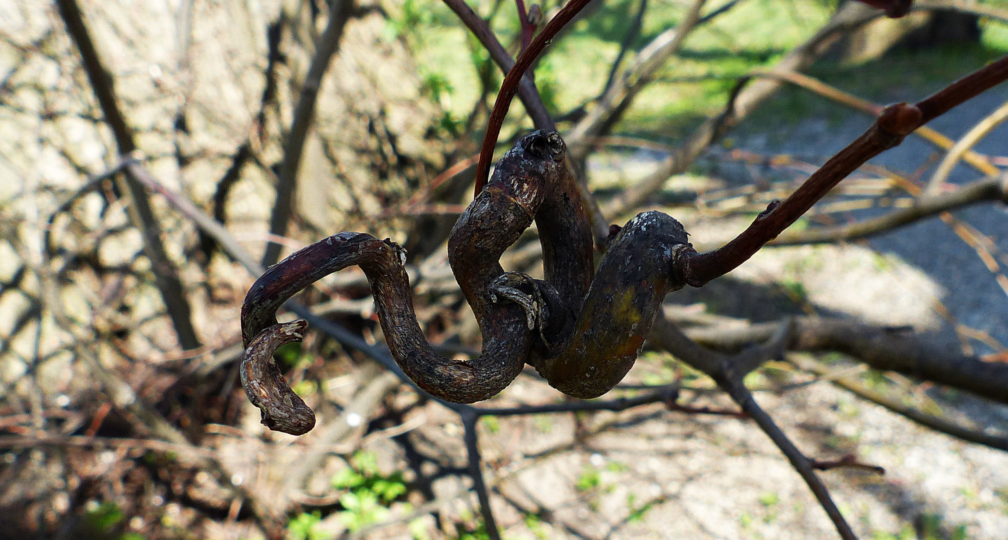 Was die Natur für seltsame Sachen schafft