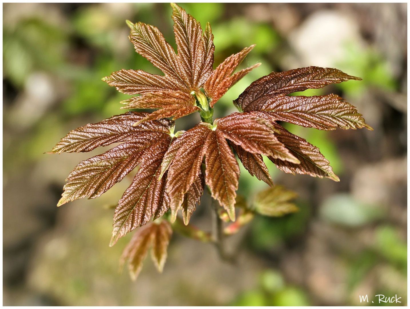 Was die Natur in kurzer Zeit zustande bringt ,