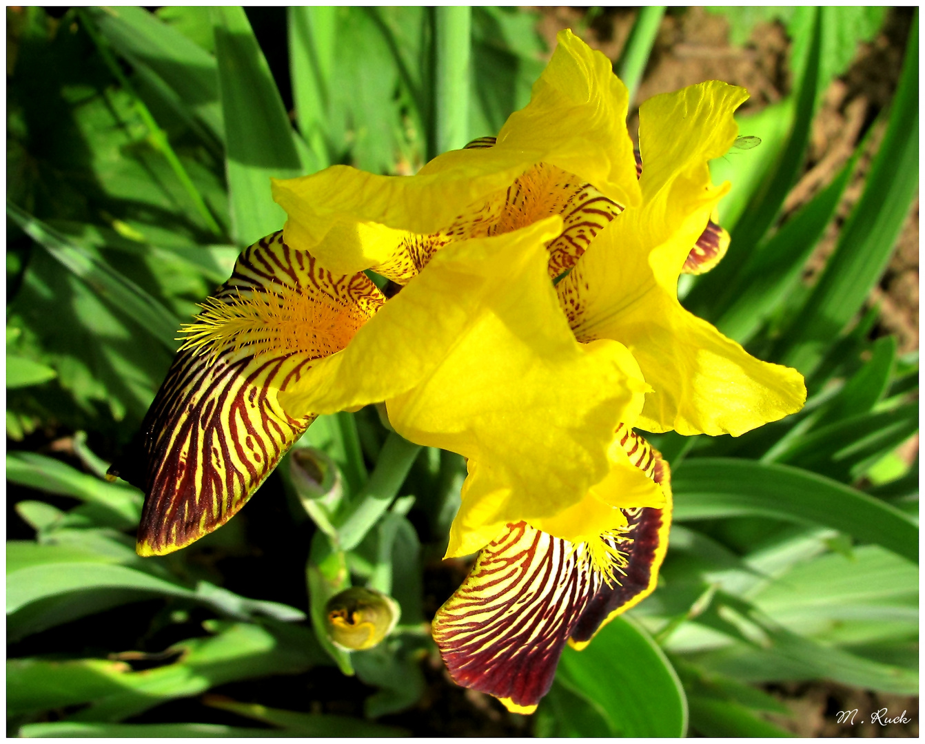 Was die Natur uns alles an Blüten zu bieten hat ,