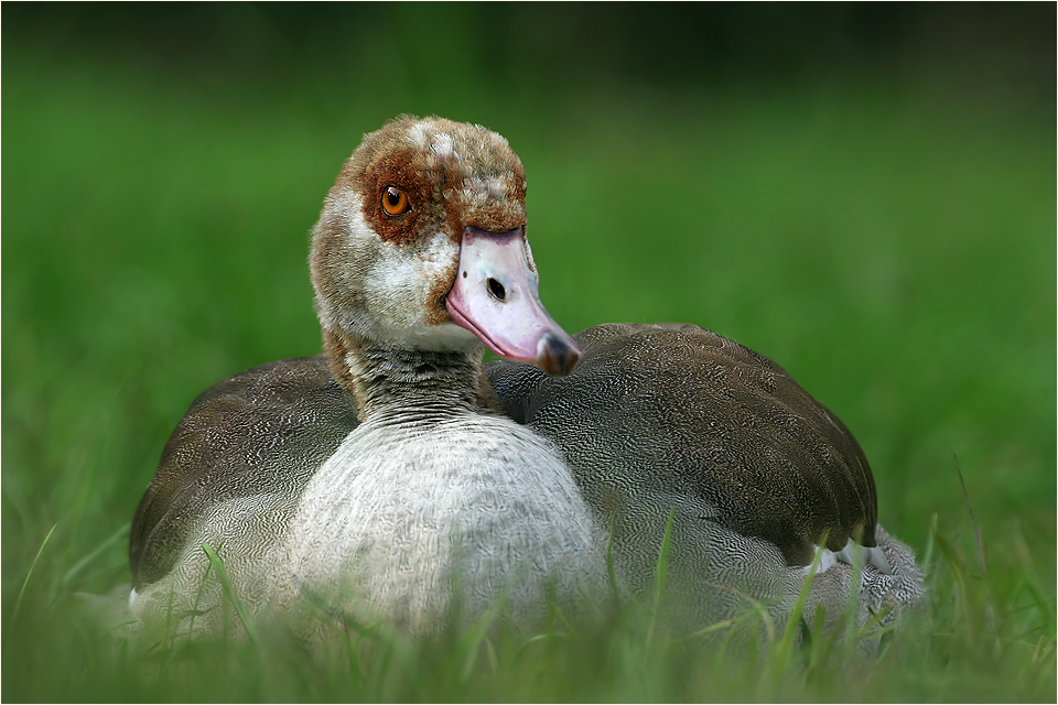 Was die Nilgans wohl dachte...