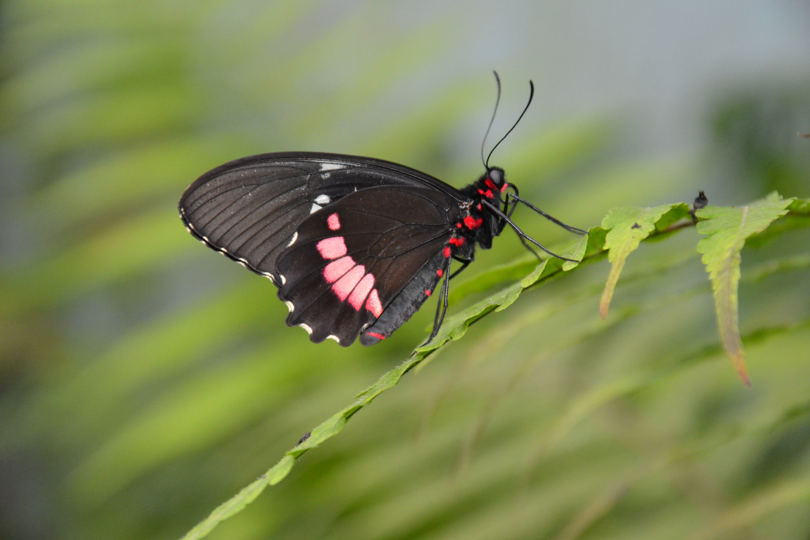 Was die Raupe das Ende der Welt nennt, nennt der Rest der Welt einen wunderschönen Schmetterling.