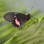 Was die Raupe das Ende der Welt nennt, nennt der Rest der Welt einen wunderschönen Schmetterling.