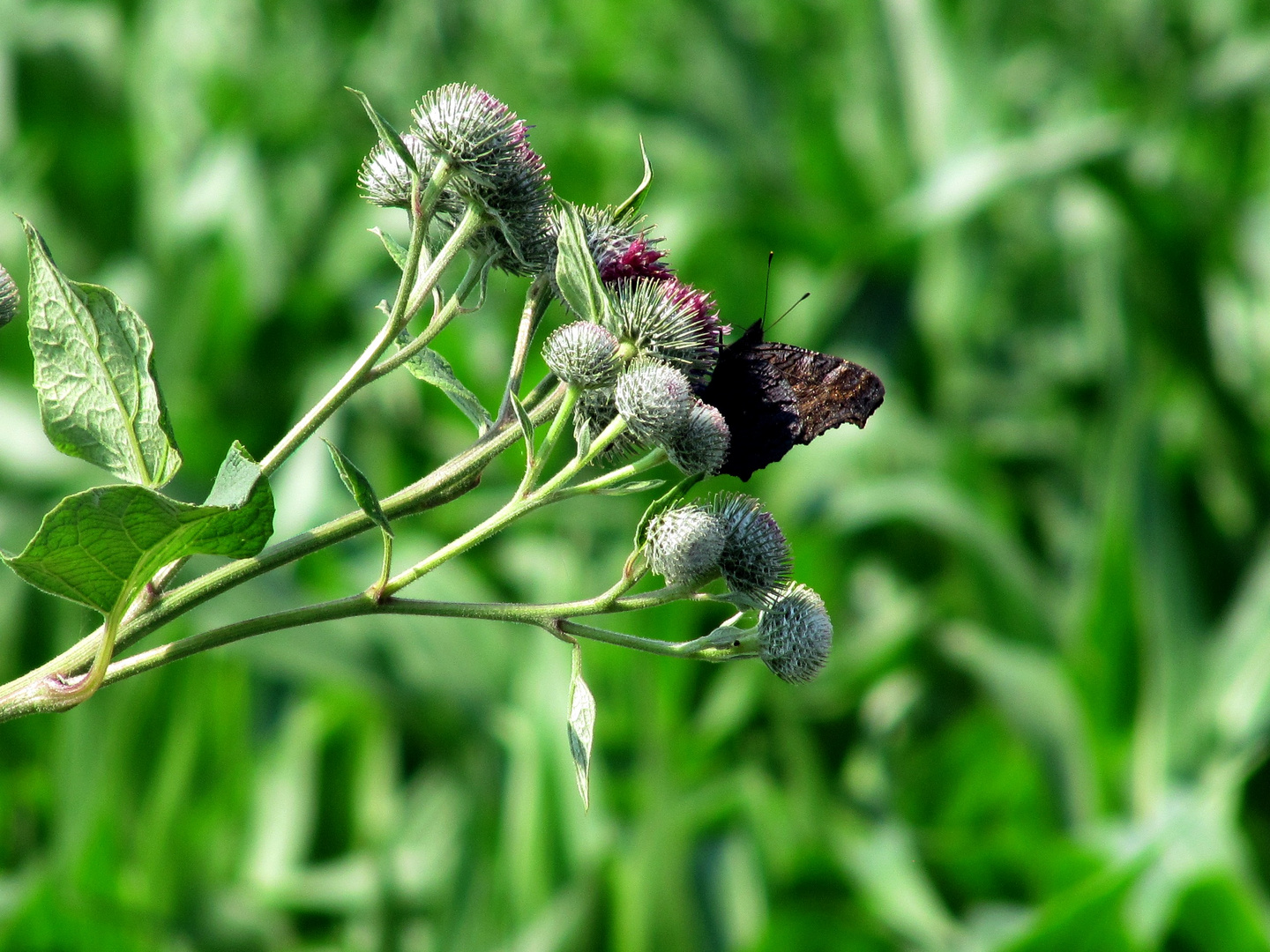 „Was die Raupe Ende der Welt nennt, nennt der Rest der Welt Schmetterling.“