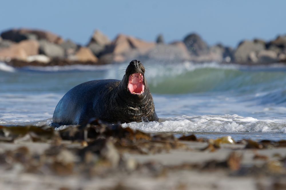 Was, die Sommerzeit ist vorbei? Kegelrobbe auf Helgoland