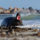 Was, die Sommerzeit ist vorbei? Kegelrobbe auf Helgoland