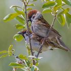 Was die wohl machen ...... kann sich wohl jeder Denken ;) . Feldsperling (Passer montanus)