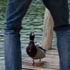 Was diese Ente wohl denkt ? ;)