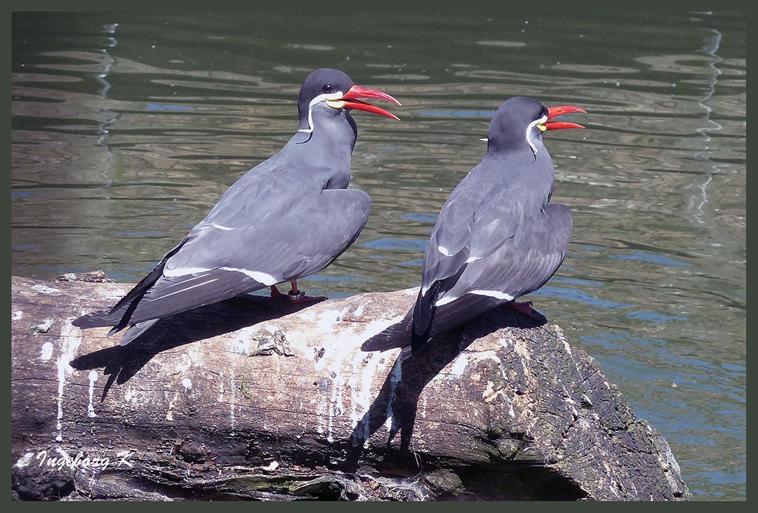 Was diese Vögel wohl zwitschern? 