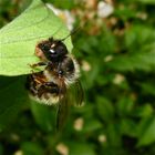 Was diese Wildbiene da macht, weiß ich nicht.