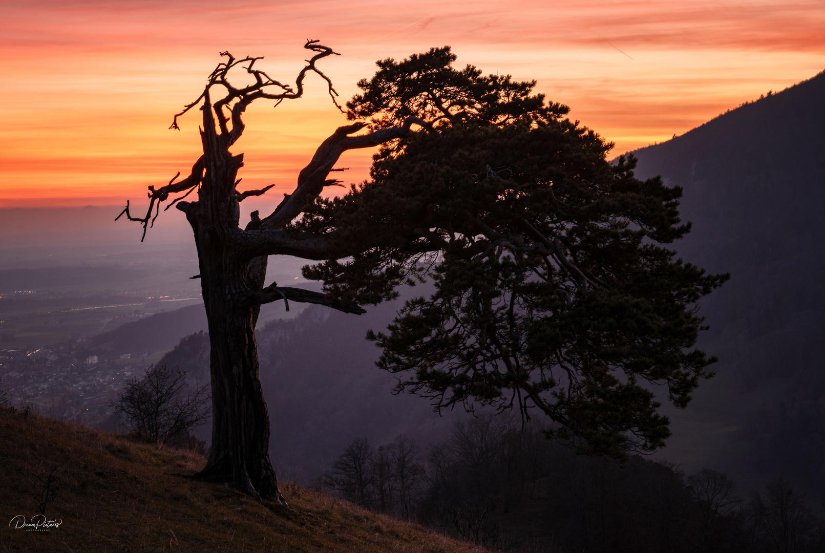 Was dieser Baum wohl schon alles erlebt hat?