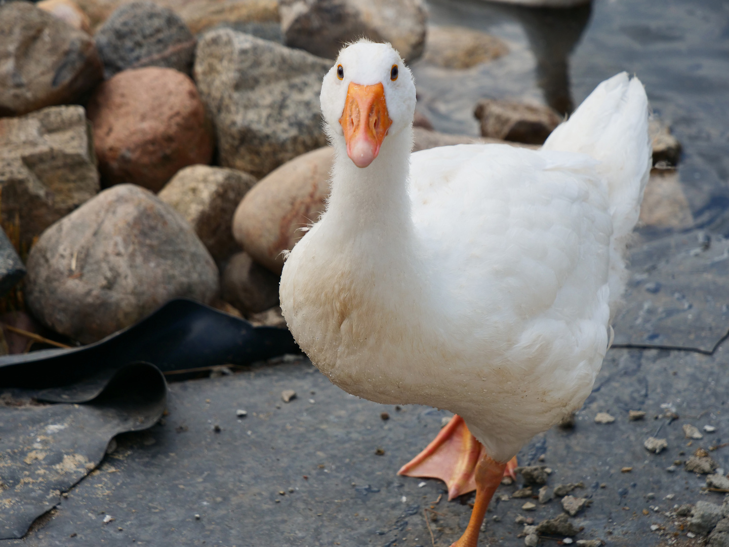            " Was dieser Blick wohl bedeutet. "