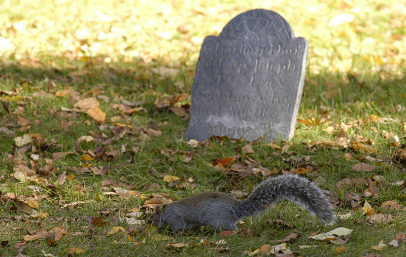 Was dieses Squirrel wohl vergraben hat...