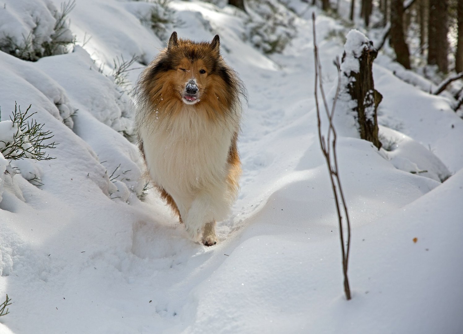 Was ein Collie vom fotografieren hält.