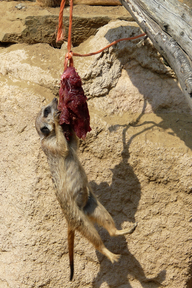 Was ein Erdmännchen alles tut, um an ein Stück Fleisch zu kommen.