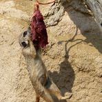 Was ein Erdmännchen alles tut, um an ein Stück Fleisch zu kommen.