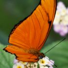 Was ein schöner Schmetterling... 