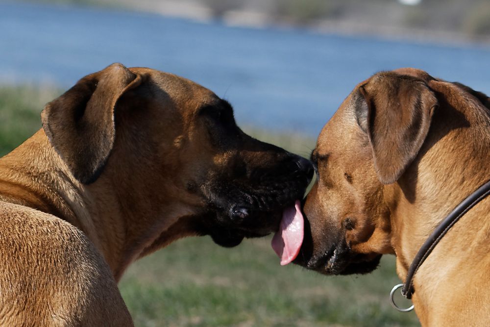 ein haufen toller hunde