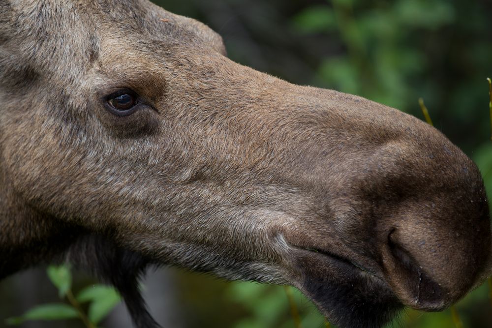 Was eine Nase von Michael Glienecke 