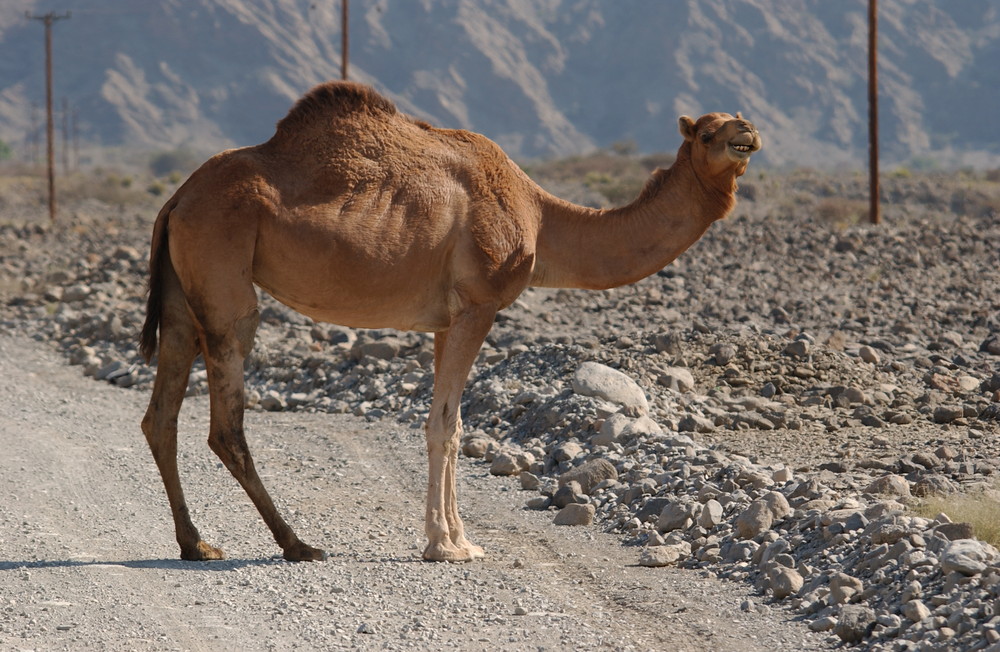 Was einem im Oman, nicht alles über die Strasse läuft