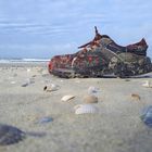 Was es nicht alles am Strand von Texel zu finden gibt :-)