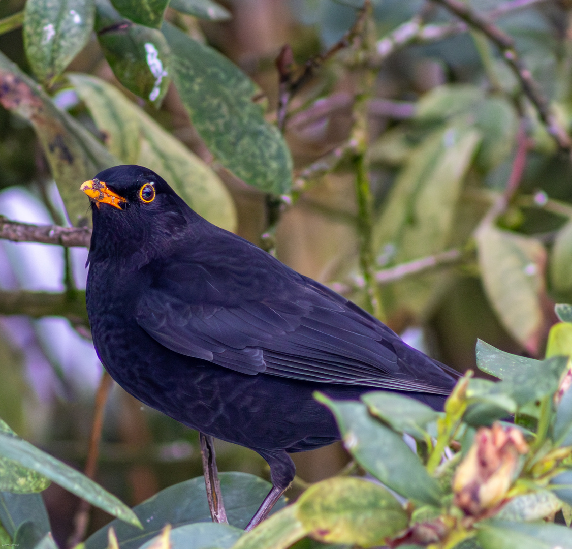 Was fliegt da im Garten rum ... eine Amsel ...