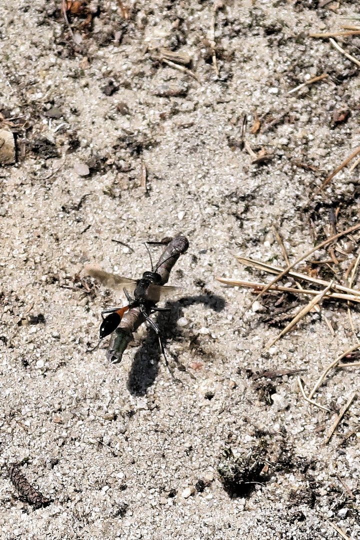 Was fliegt da mit seiner Beute (Raupe) ?? IMG_8837_DxO