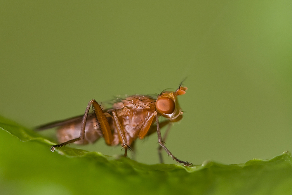 Was fliegt denn da?