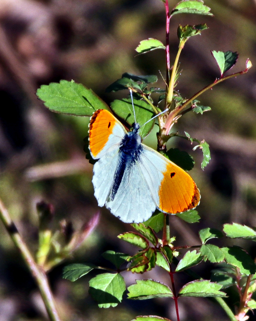 was fliegt denn da?