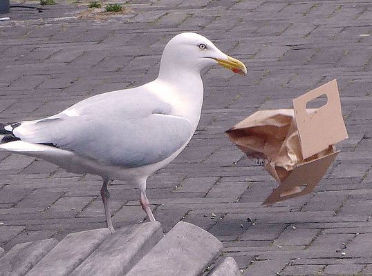 Was fliegt denn da durch die Gegend:-(