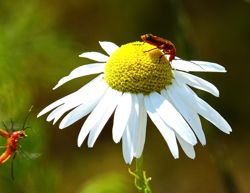 Was fliegt und krabbelt denn da ?  ..    Ein roter Weichkäfer