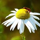 Was fliegt und krabbelt denn da ?  ..    Ein roter Weichkäfer