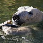 Was fressen Eisbären denn so??? (+ Zusatzinfo)