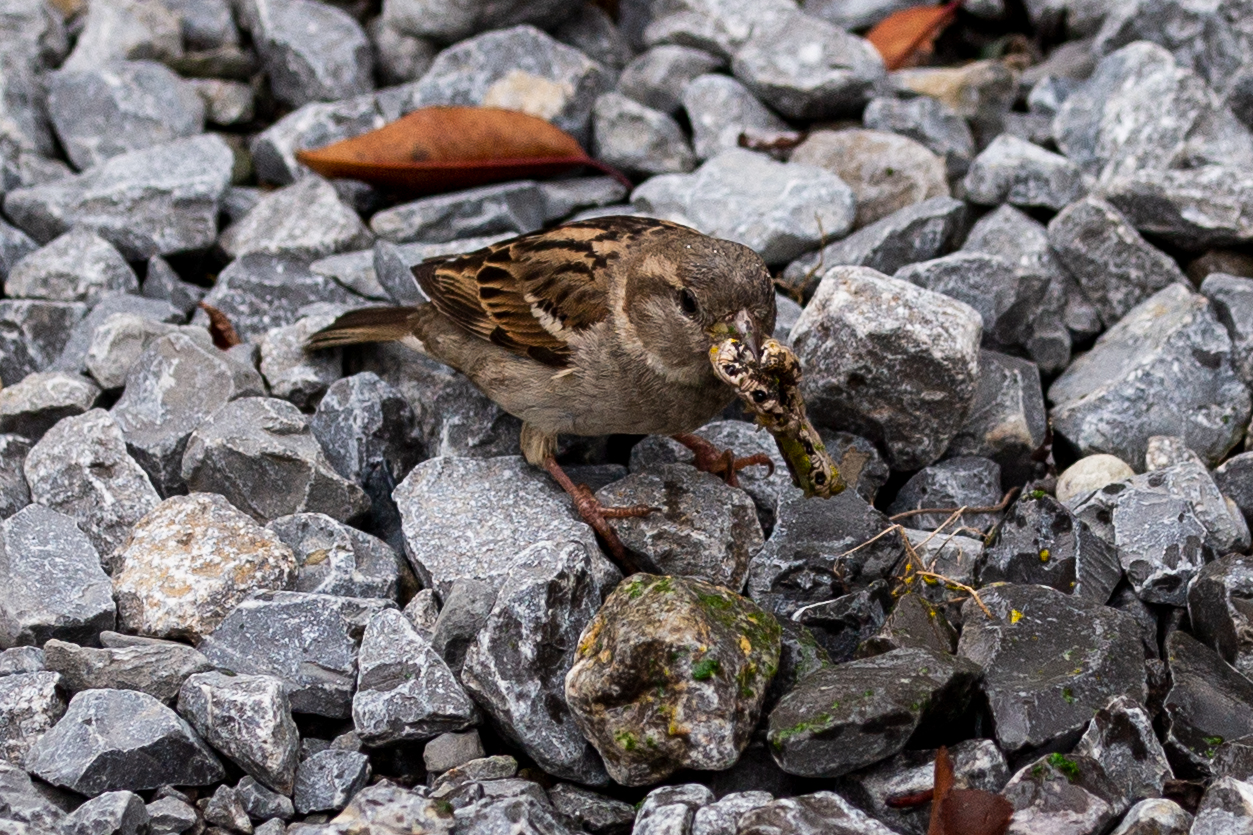 was frisst dieser spatz? 2