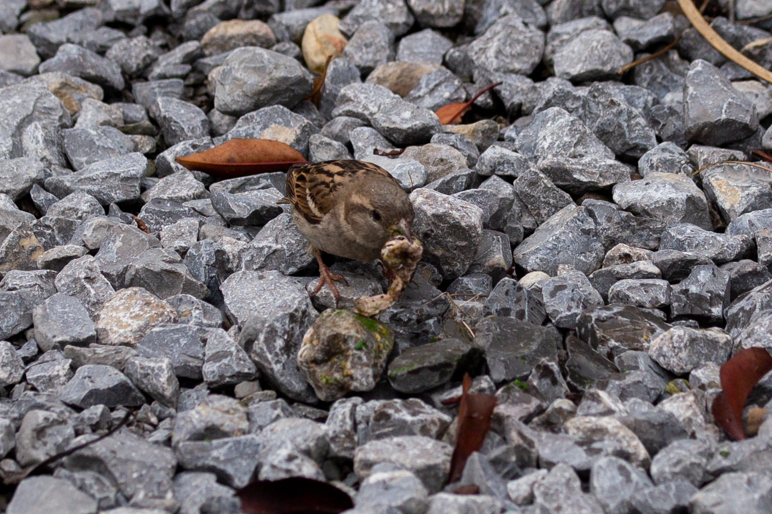 was frisst duieser spatz?