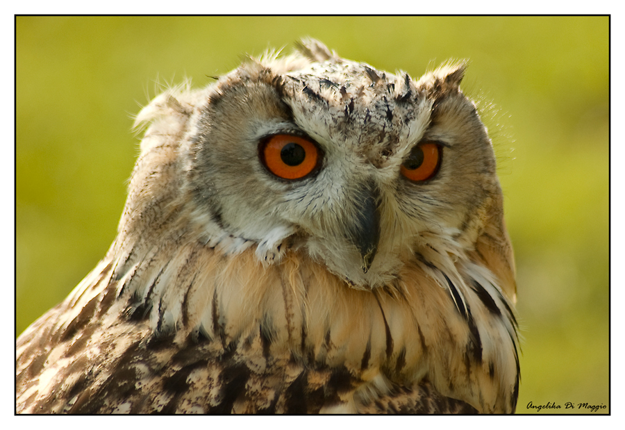 Was für Augen...