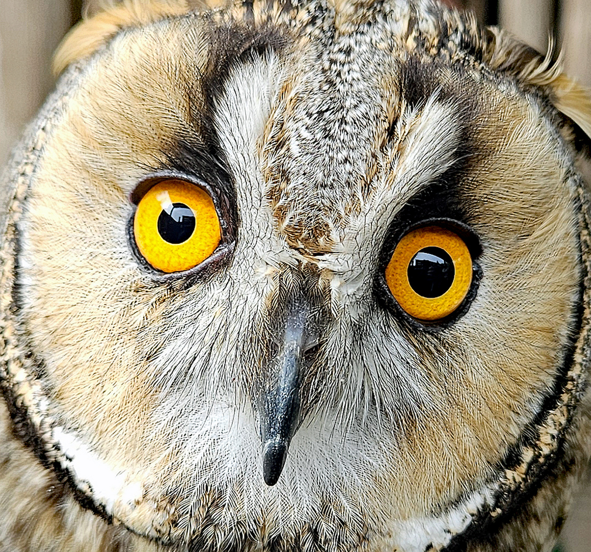 was für Augen!!!