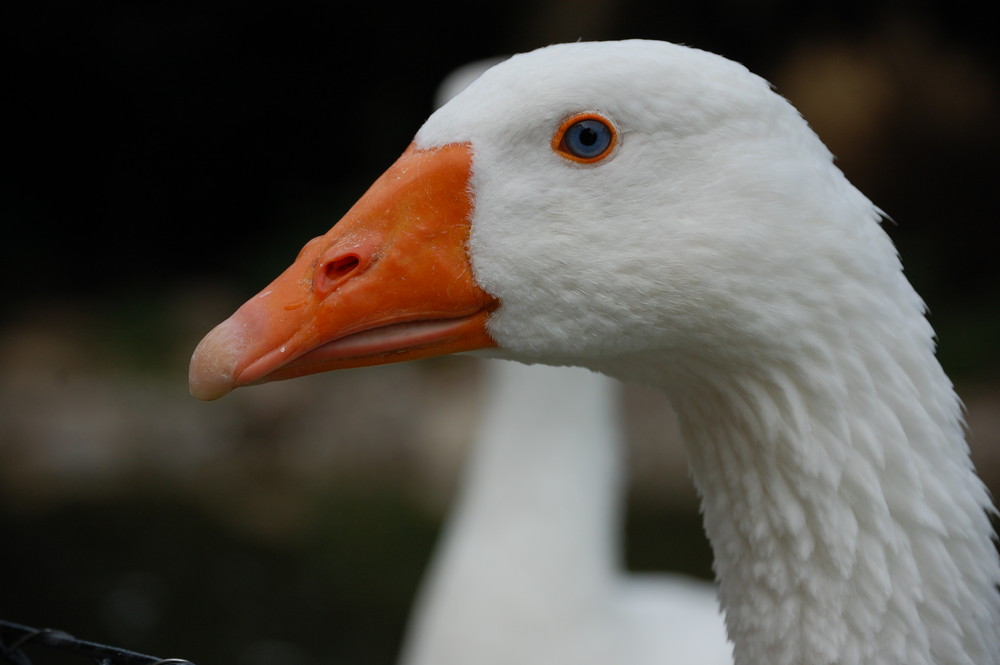 Was für blaue Augen......