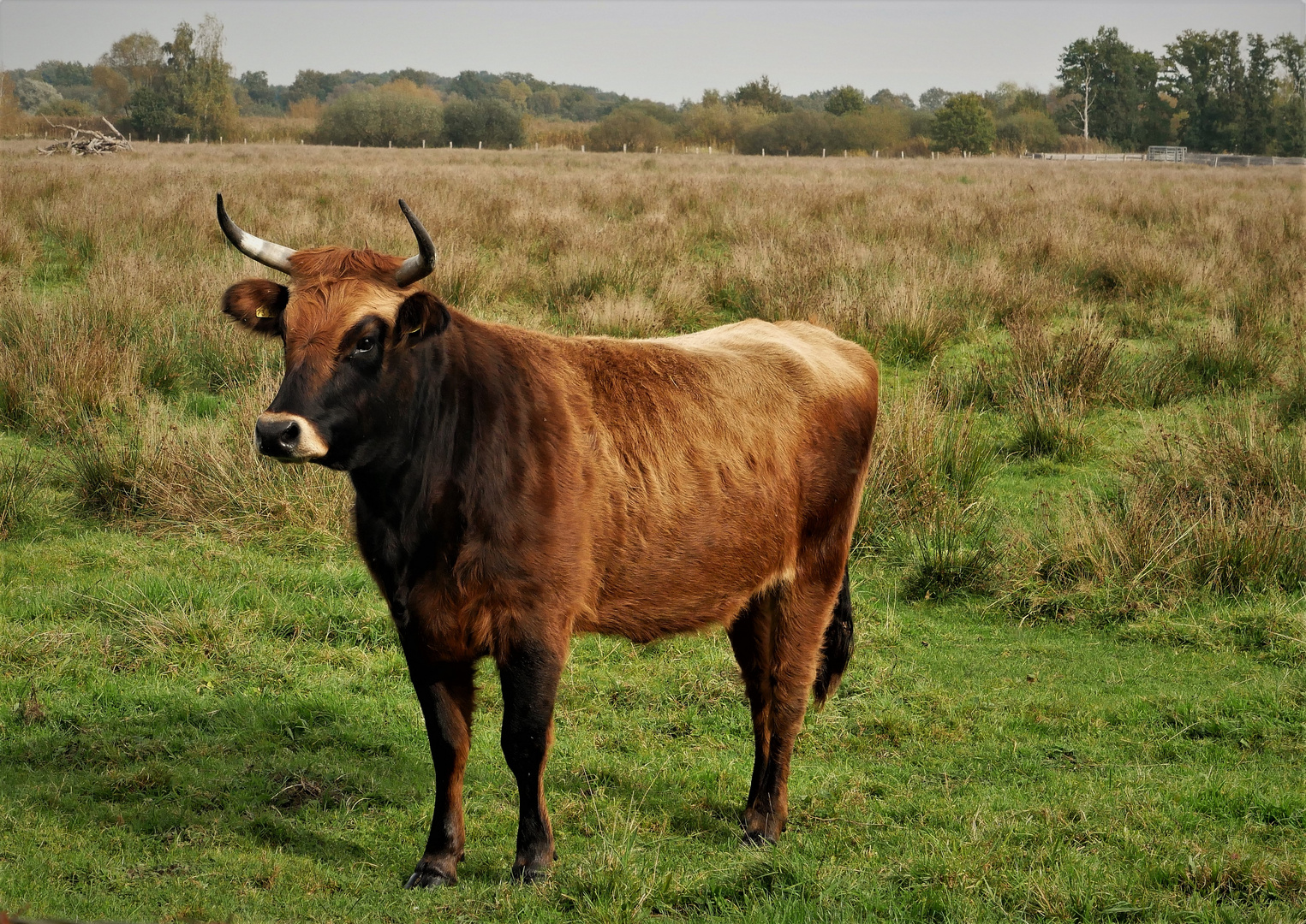 Was für Cowboys - Heckrind in den Rieselfeldern 