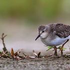 Was für den Ornithologen und die, die es gerade werden