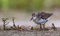 Was für den Ornithologen und die, die es gerade werden