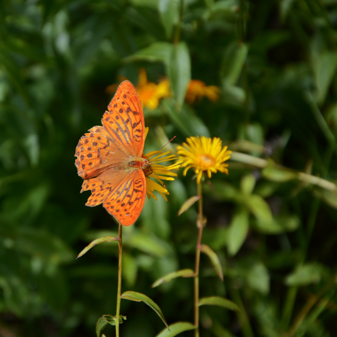 Was für die Raupe das Ende der Welt ist, ist für den Rest der Welt ein Schmetterling.