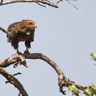 ...was für ein Adler....