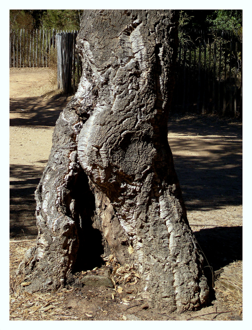 Was für ein... Baum!