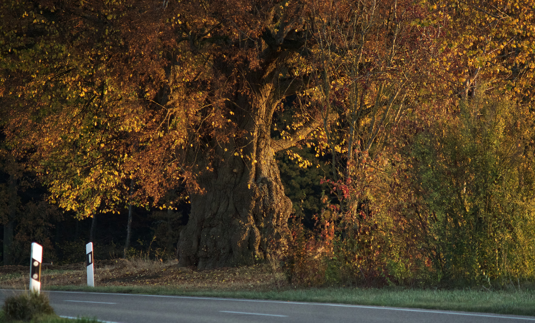 Was für ein Baum