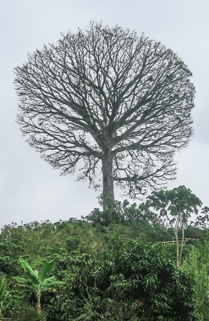 Was für ein Baum!