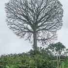 Was für ein Baum!